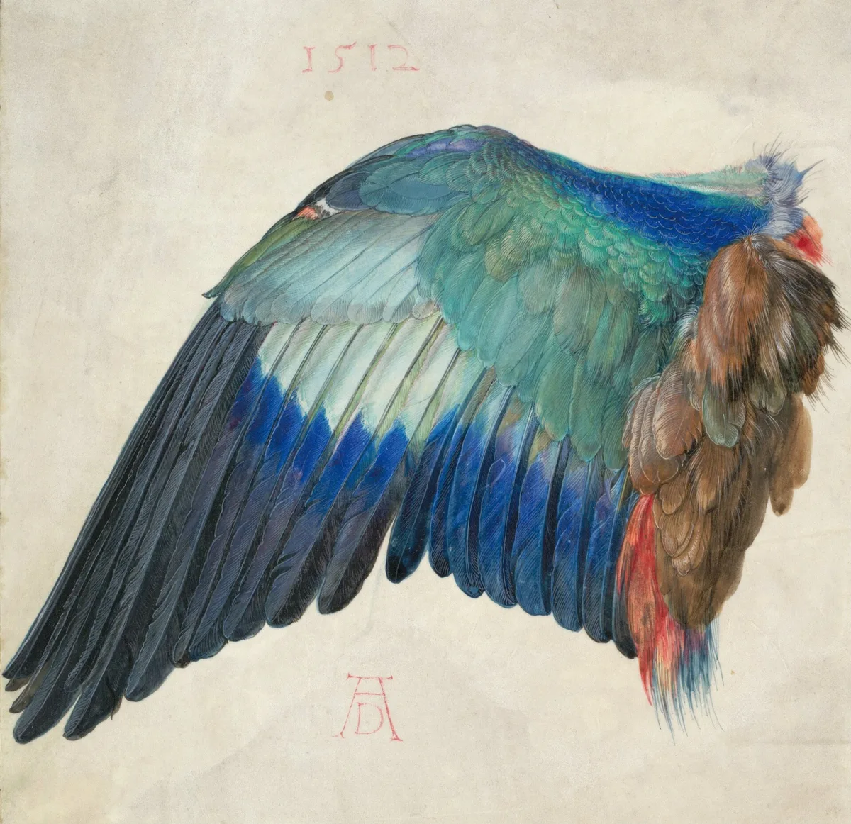 Albrecht Dürer's Wing of a European Roller showing precise value gradations from dark charcoal flight feathers to pale ivory shafts and blue-green coverts — a masterclass in value observation